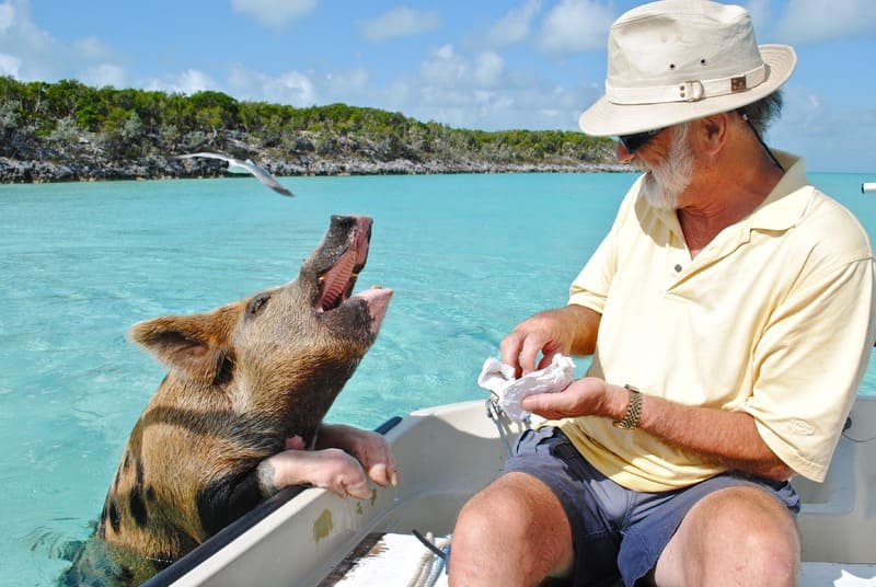 Bahamas pig beach feeding