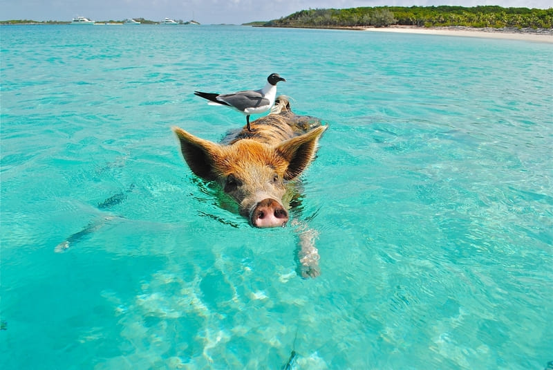 Bahamas pig beach swimming