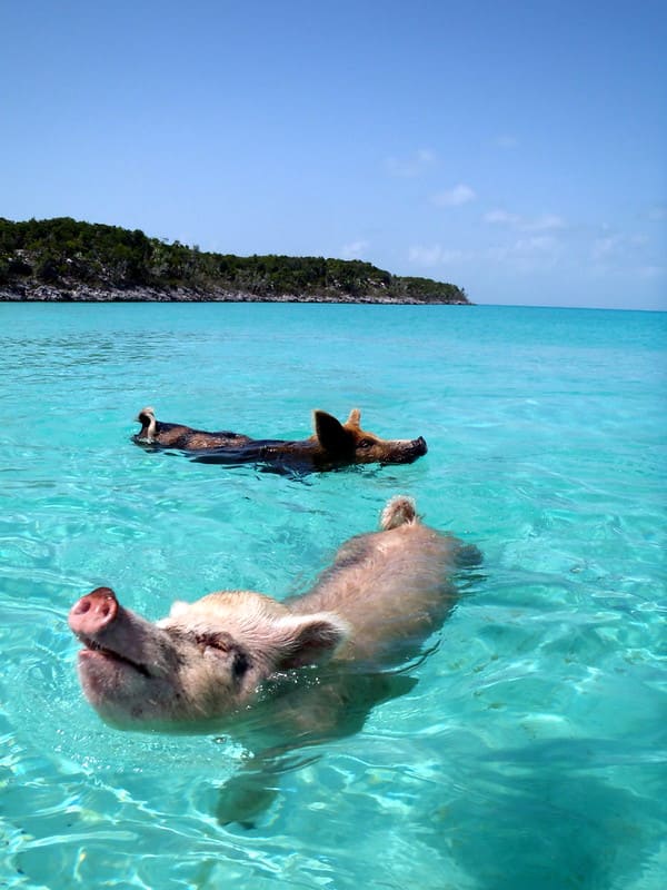 Bahamas pig beach two pigs swimming