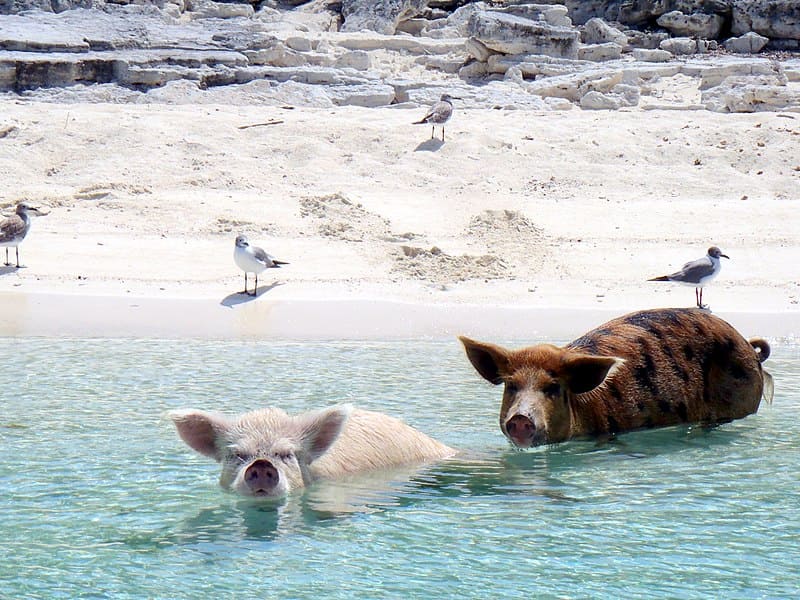 Bahamas pig beach